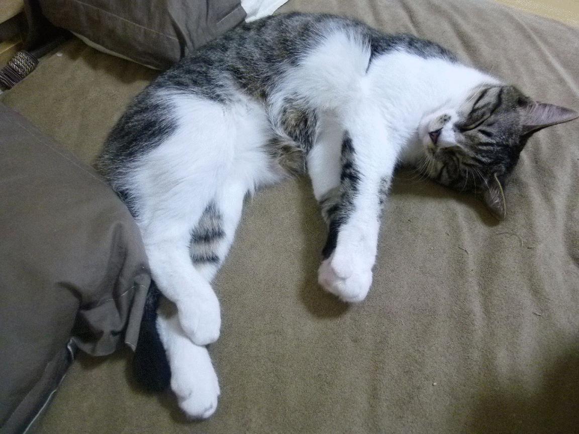 爱游戏下载-加拿大女队未来潜力巨大，女单加拿大