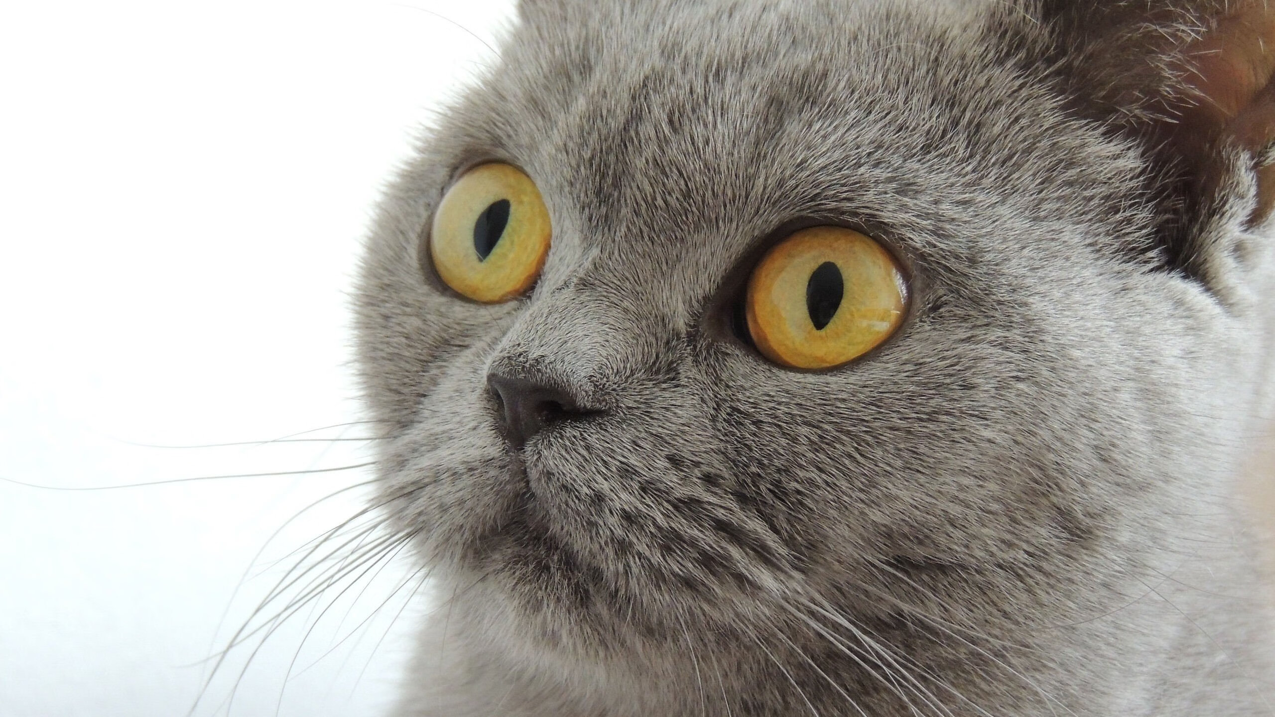 “霍斯特的战术智慧，令南非羚羊队的防守无懈可击”