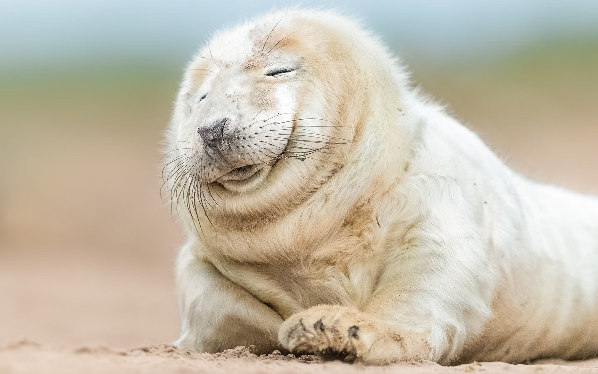 -女子英格兰队或将主导未来十年，英格兰 女球迷