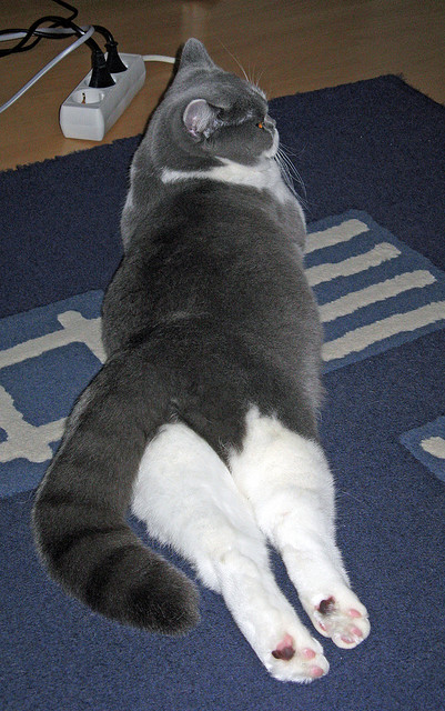 欧洲杯历史巅峰:激情与智慧的完美碰撞,欧洲杯历史揭幕战