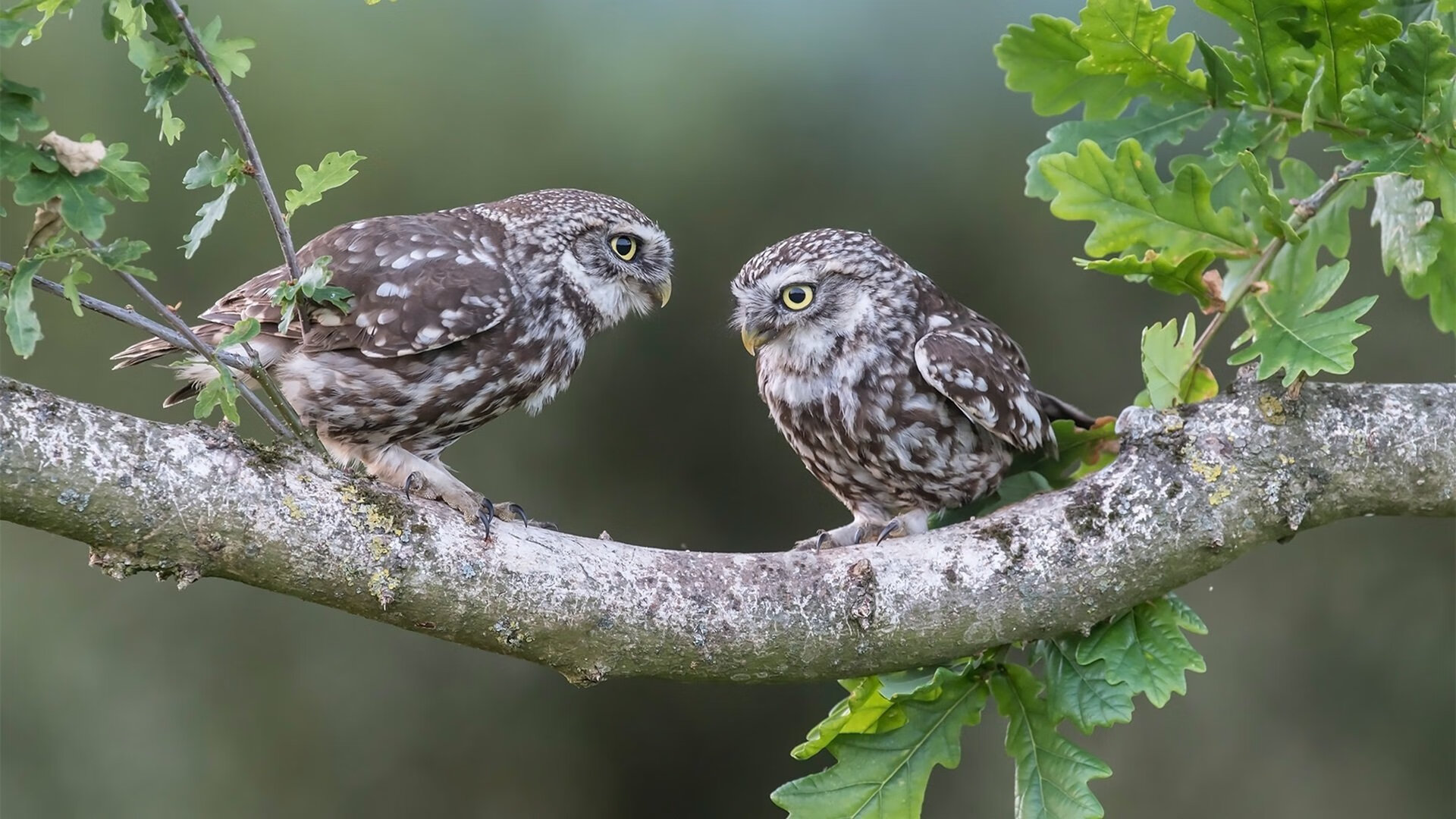 爱游戏中国官方网站平台-法甲冬训营明星表现盘点，中甲冬训