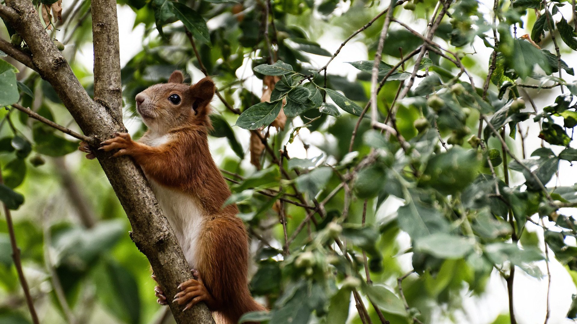 法甲冬训营明星表现盘点,中甲冬训