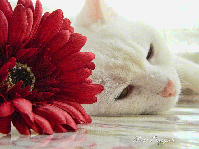 羽毛球训练科学饮食建议获专家认可，羽毛球的科学锻炼方法及注意