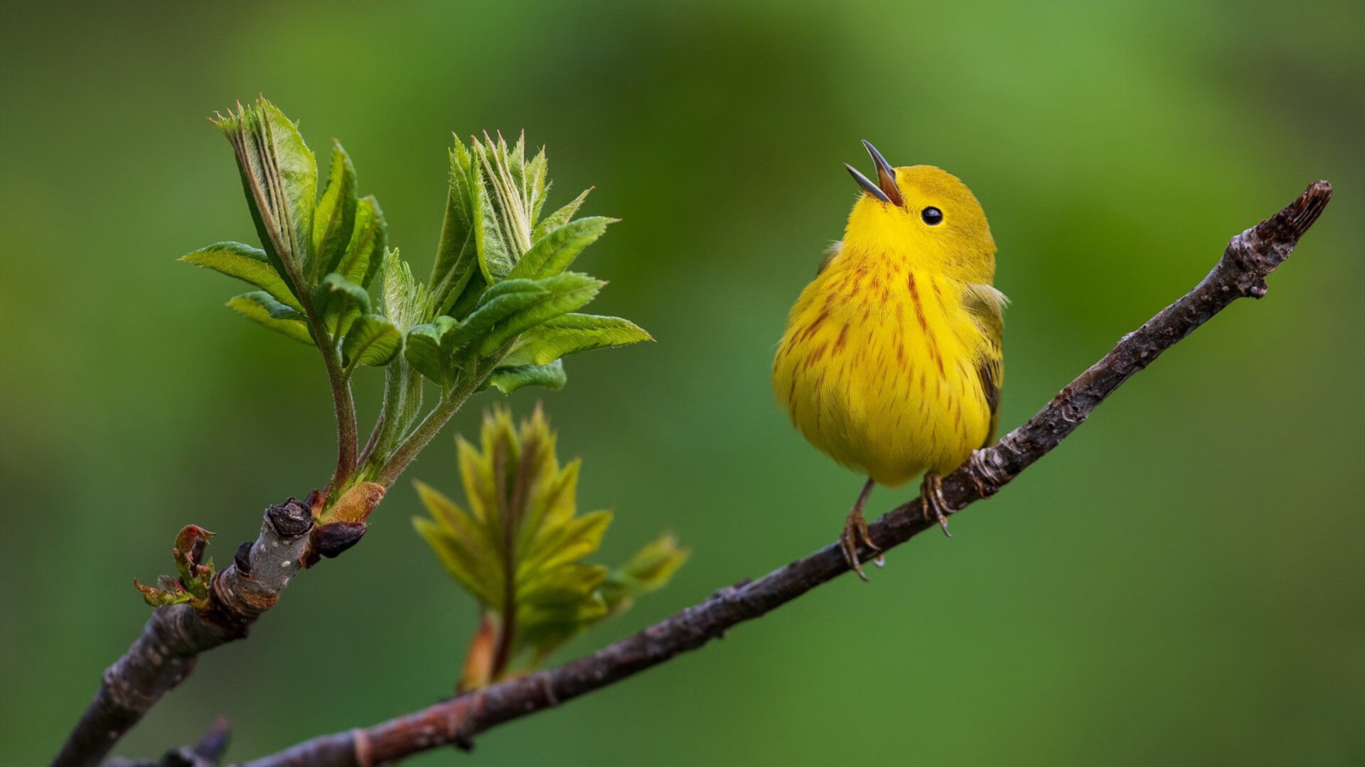 霍勒迪末节连续命中帮助雄鹿锁定胜局，霍勒迪顶薪续约雄鹿